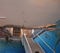 Elasmosaur Fossil